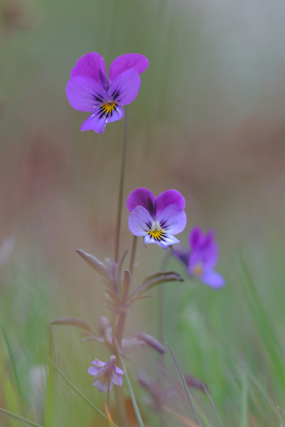 tuinviooltje - Planten - tuinviooltje