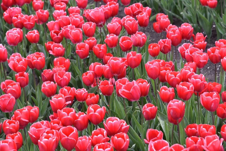 Tulpen - Planten - 