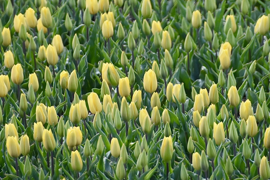 Tulpen - Planten - 