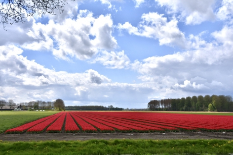 Tulpenvelden