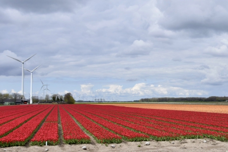 Tulpenvelden