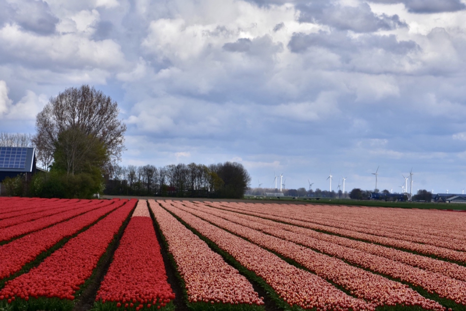 Tulpenvelden - Planten - 