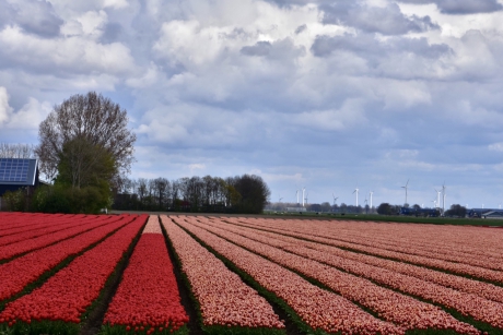 Tulpenvelden