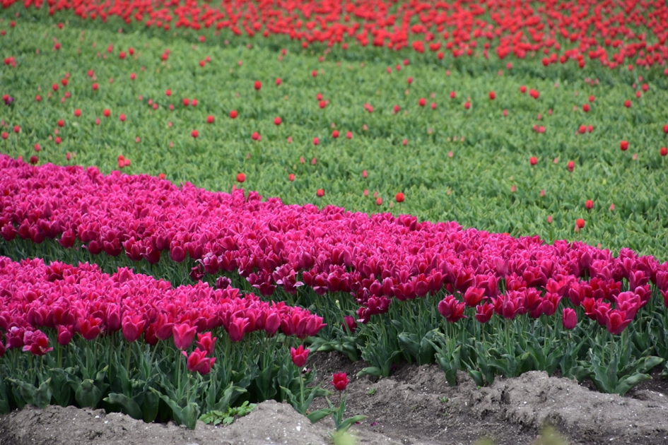 Tulpenvelden - Planten - 