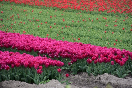 Tulpenvelden