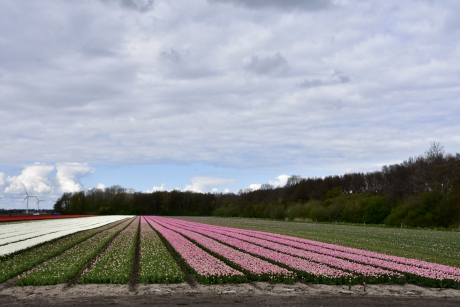 Tulpenvelden
