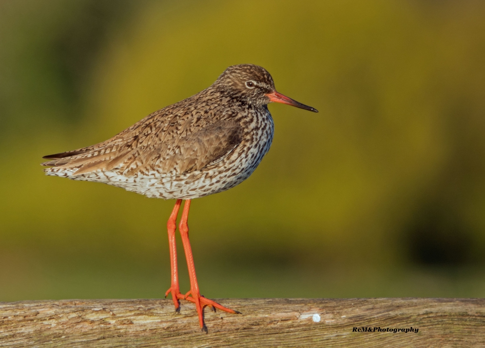 Tureluur. - Vogels - Tureluur.