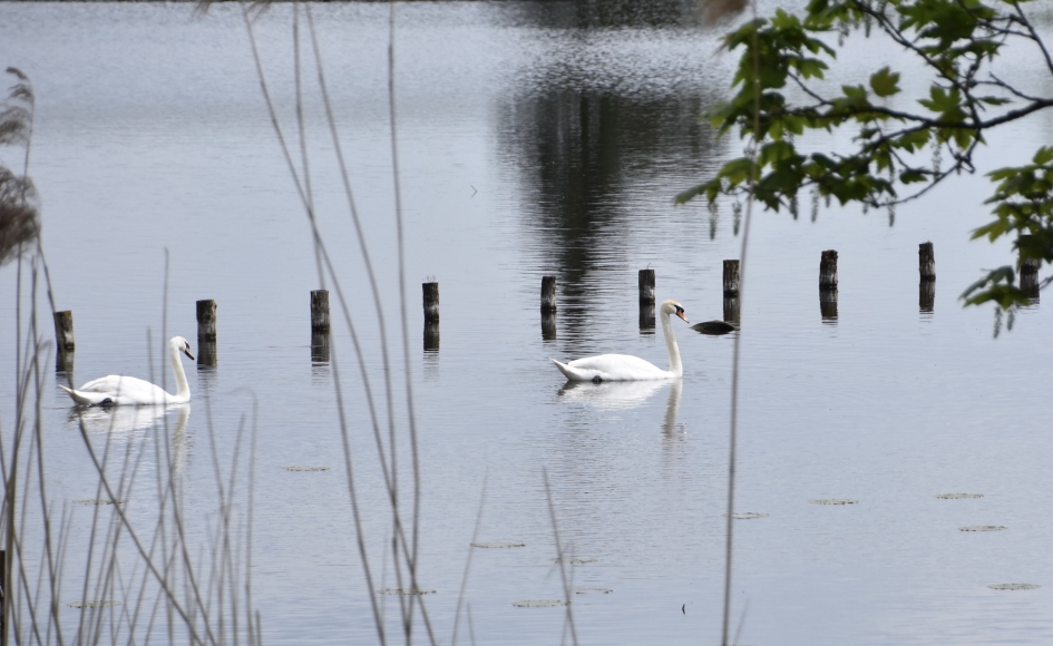 Twee zwanen - Vogels - 
