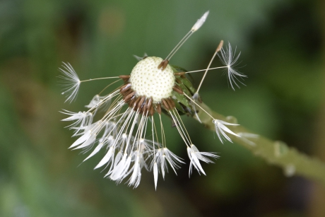 Uitgebloeide paardenbloem