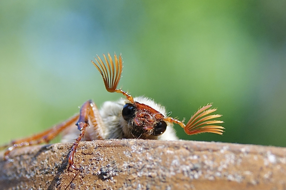 Uitgewaaierde Antennes - Geleedpotigen - Meikever