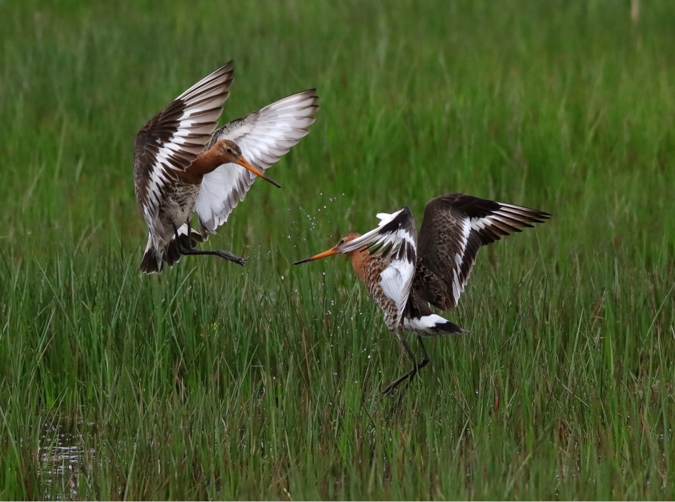 Vechtende Grutto's - Vogels - Grutto