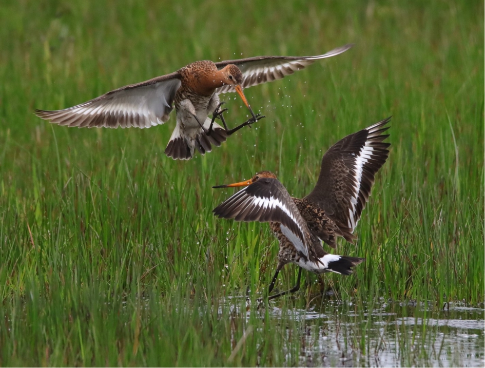 Vechtende grutto's - Vogels - Grutto