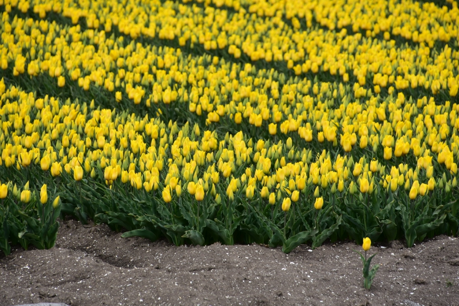 Veel, heel veel tulpen - Planten - 