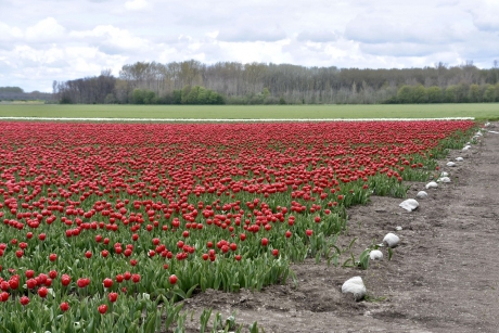Veel rode tulpen