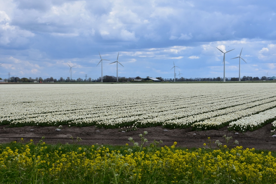 Veel, veel witte tulpen - Planten - 