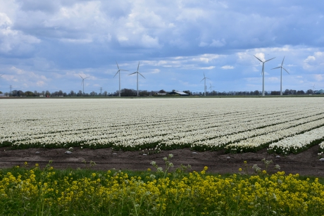 Veel, veel witte tulpen