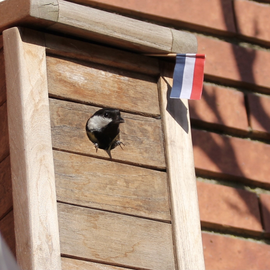 5 mei 2021 - Vogels - Koolmeestje