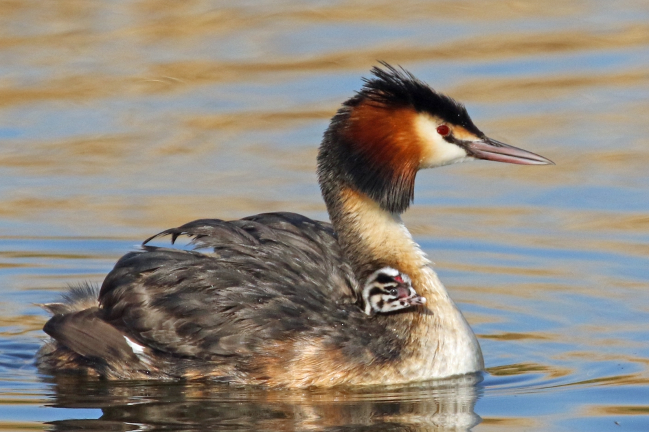 Gezellig zo samen - Vogels - 