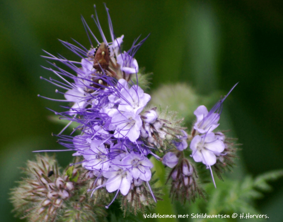 Veldbloemen - Planten - veldbloemen