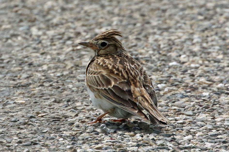 Veldleeuwerik - Vogels - 