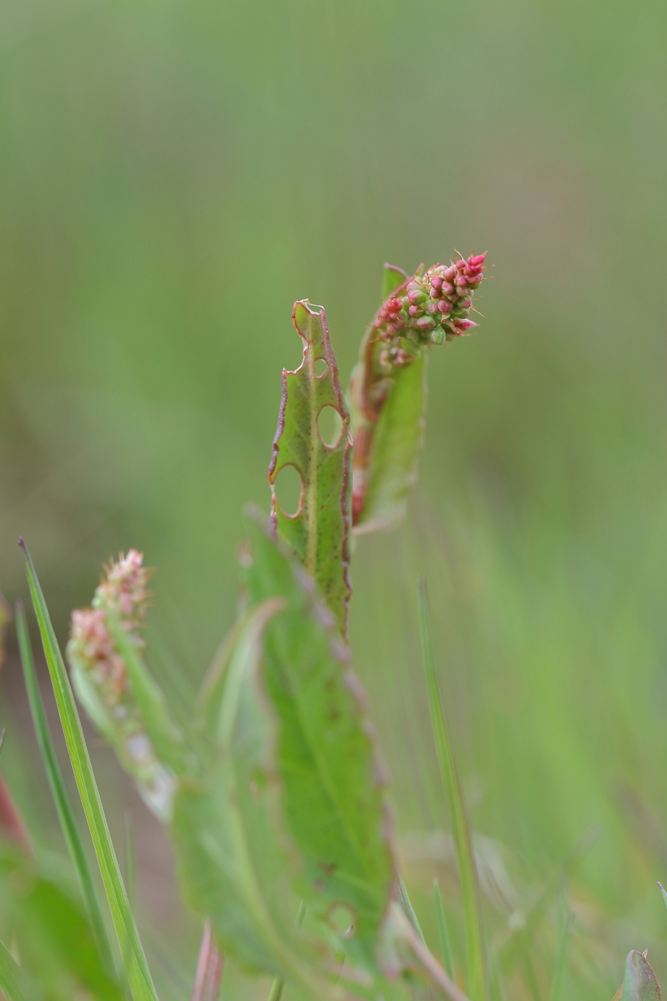 veldzuring - Planten - veldzuring