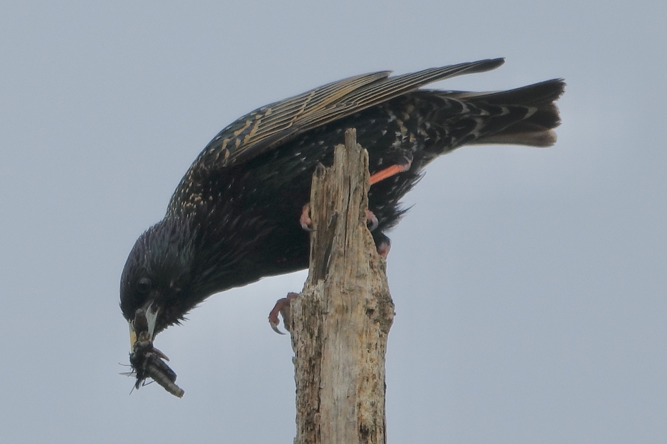 Vette buit - Vogels - Spreeuw