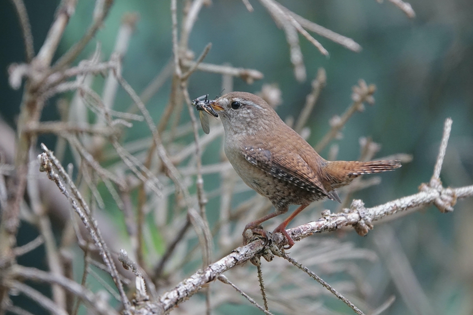 Vette buit - Vogels - Winterkoning