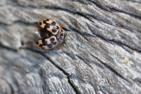 vloeivlek lieveheersbeestje