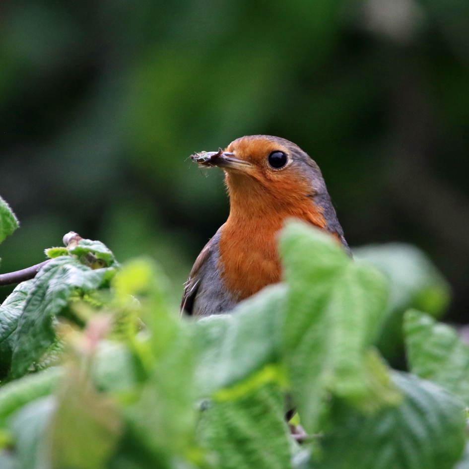 Voer voor de kleintjes - Vogels - roodborst