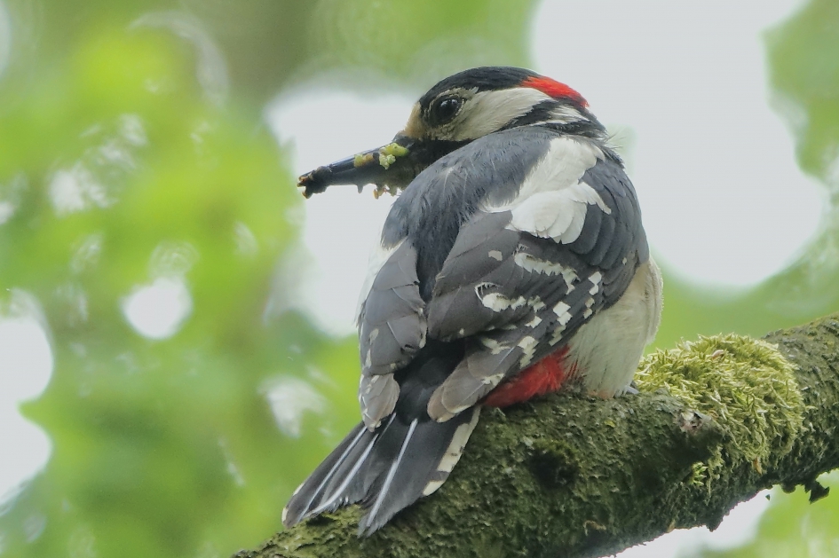 Voer voor haar jonge kroost - Vogels - Grote Bonte Specht
