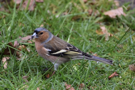 Vink