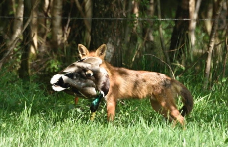 vos ziet het niet scherp