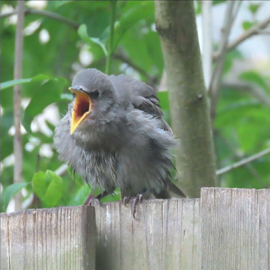 Waar blijft mijn mama! - Vogels - spreeuw