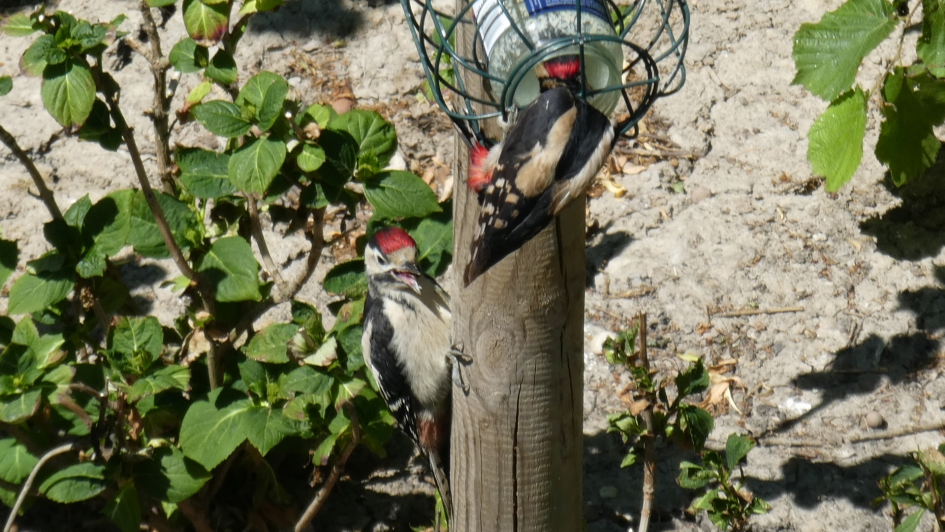Wanneer ben ik aan de beurt? - Vogels - Bonte Specht