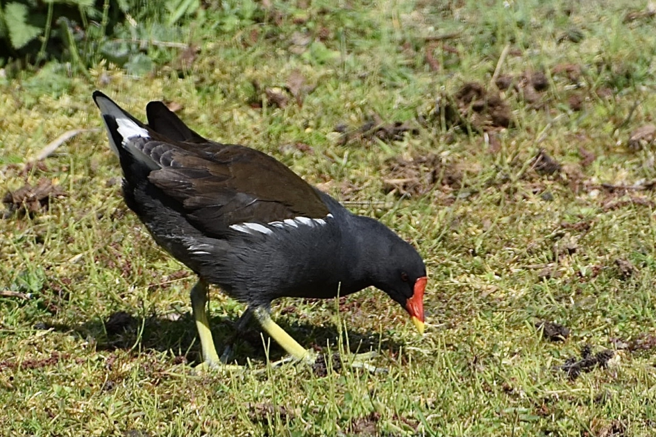 Waterhoentje - Vogels - 