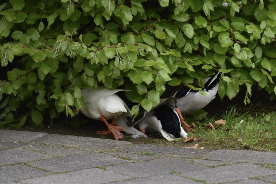 We beginnen opnieuw - Vogels - 