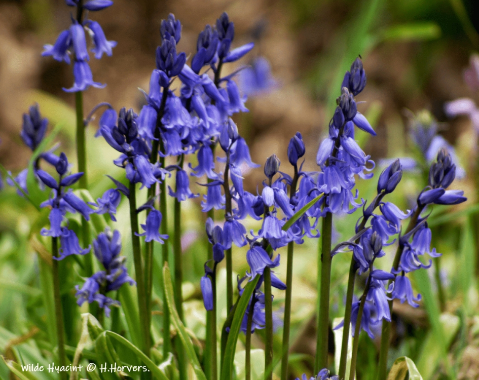 Wilde Hyacint - Planten - Wilde Hyacint