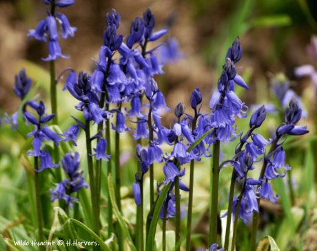 Wilde Hyacint