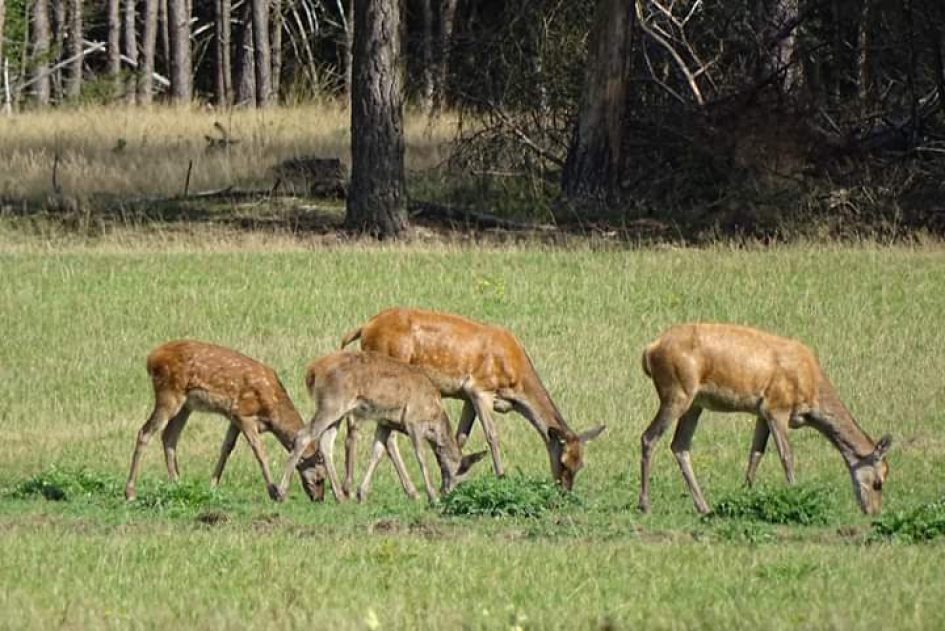 Wildscherm Hoog buurlo - Zoogdieren - 