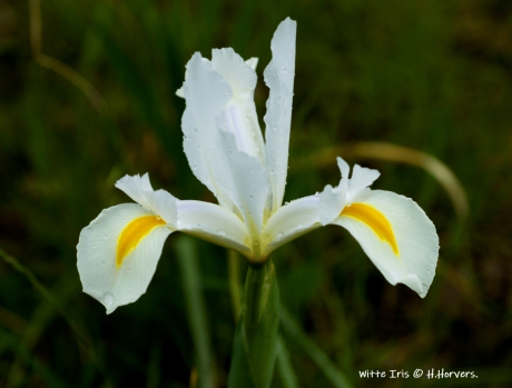 Witte Iris