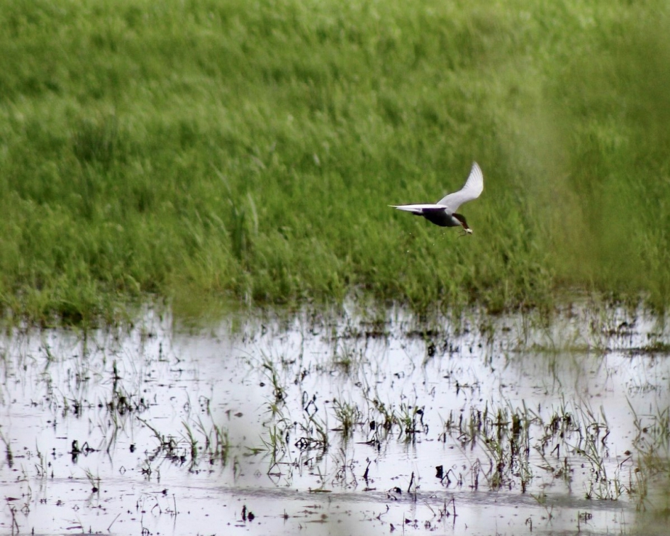 Witwangstern met prooi - Vogels - Witwangstern