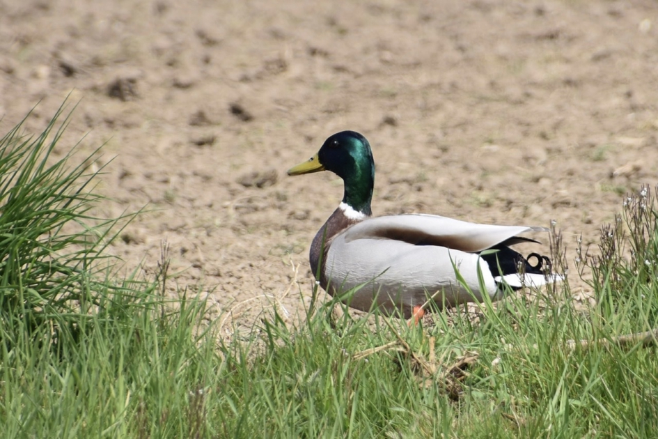Woerd op de uitkijk - Vogels - 