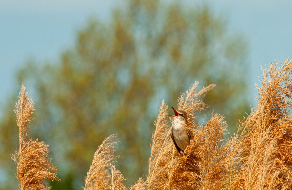 Zingen na lunchtijd - Vogels - Grote Karekiet