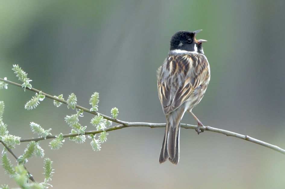Zingend op Wilg - Vogels - Rietgors