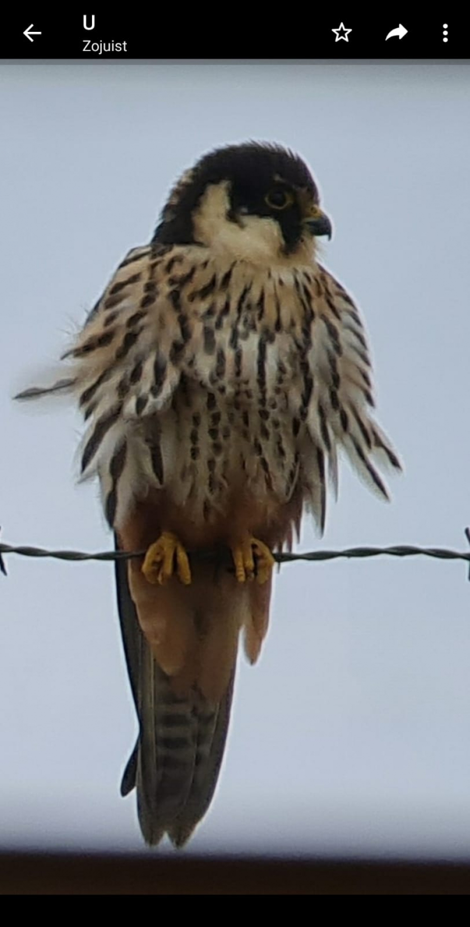 Zomaar een werkdag in de Rotterdamse haven. - Vogels - Boomvalk