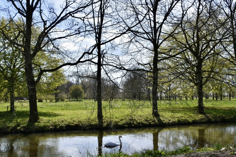Zwaan in de Wetering - Vogels - 
