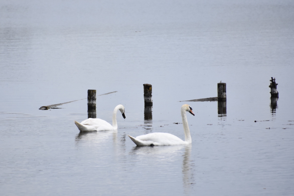 Zwanenpaar - Vogels - 