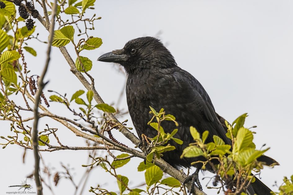 Zwarte kraai (Corvus corone) - Vogels - Zwarte kraai