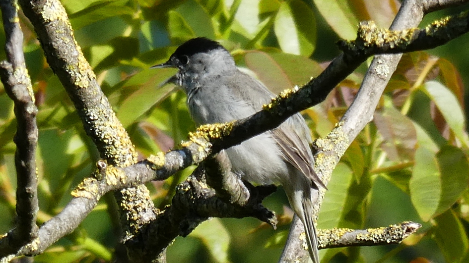 Zwartkop zingt het hoogste lied - Vogels - Zwartkop