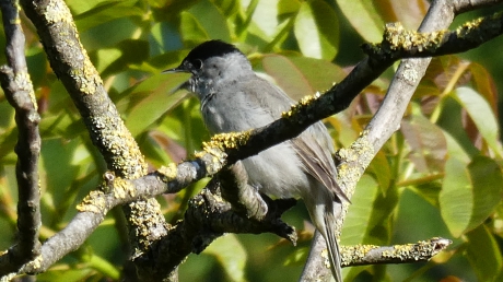 Zwartkop zingt het hoogste lied